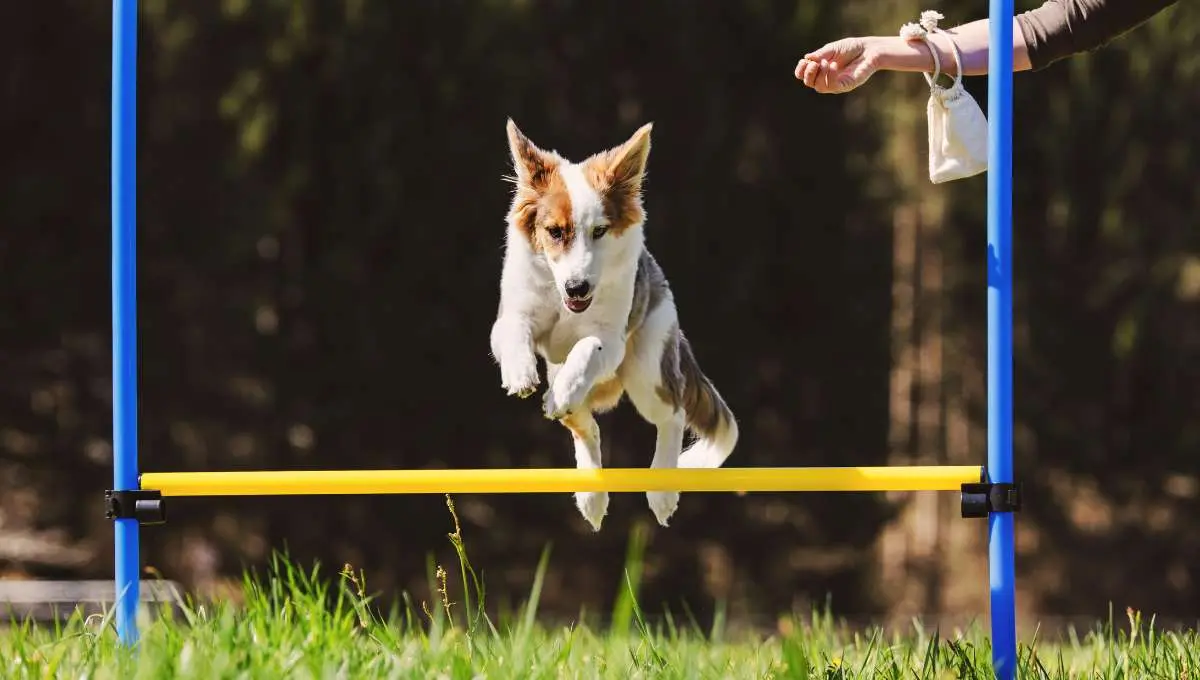 Agility training involves running, jumping, and other physical activities