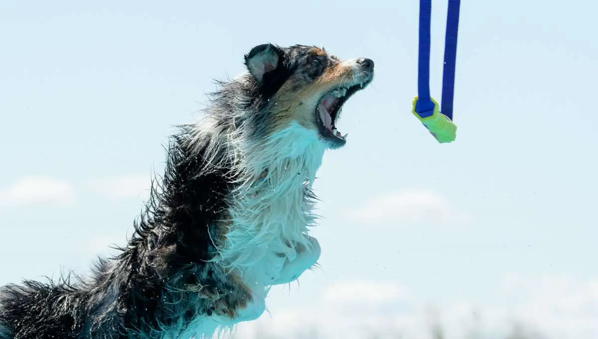 Aussie about to grab a toy during dock diving