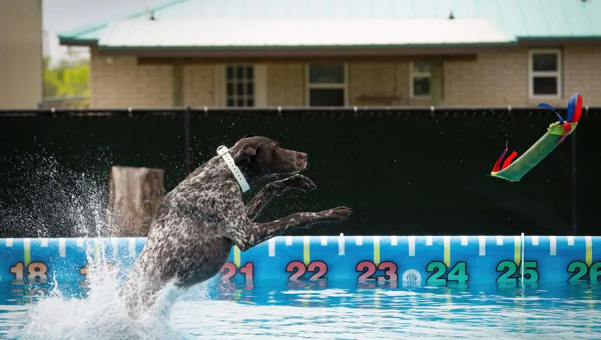 Dock Diving Dog