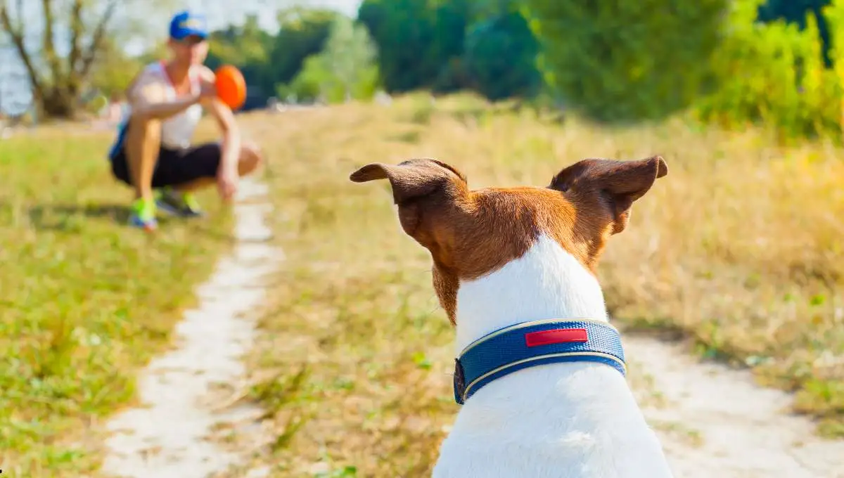 Dog Preparing for a Flyball Tournament