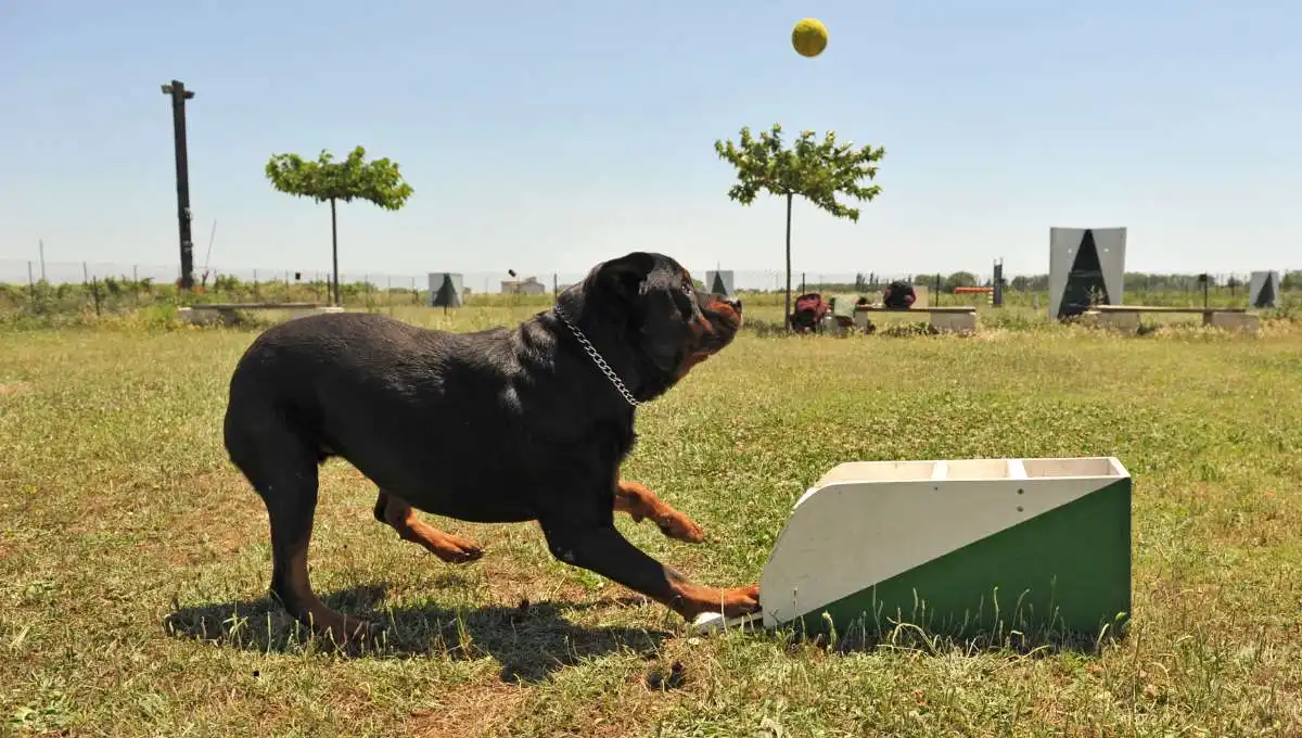 Dog in Flyball Competitions