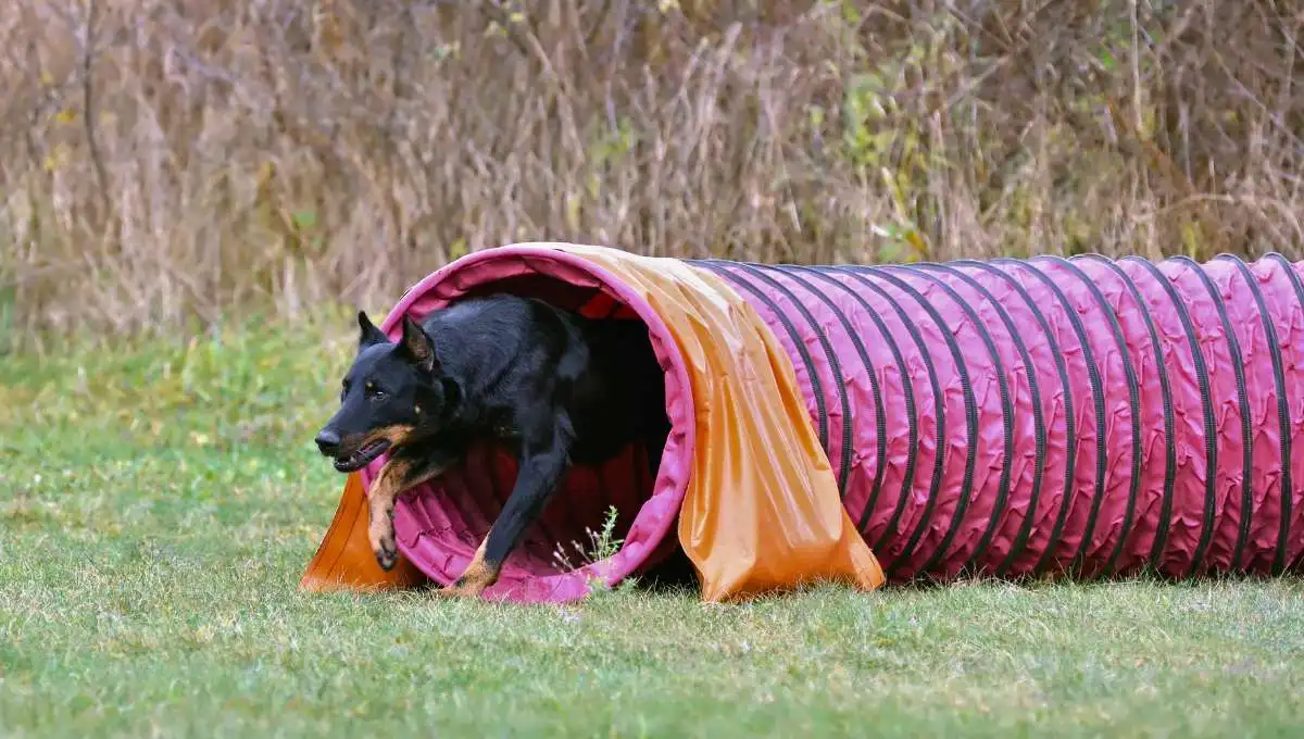 Dog on agility training