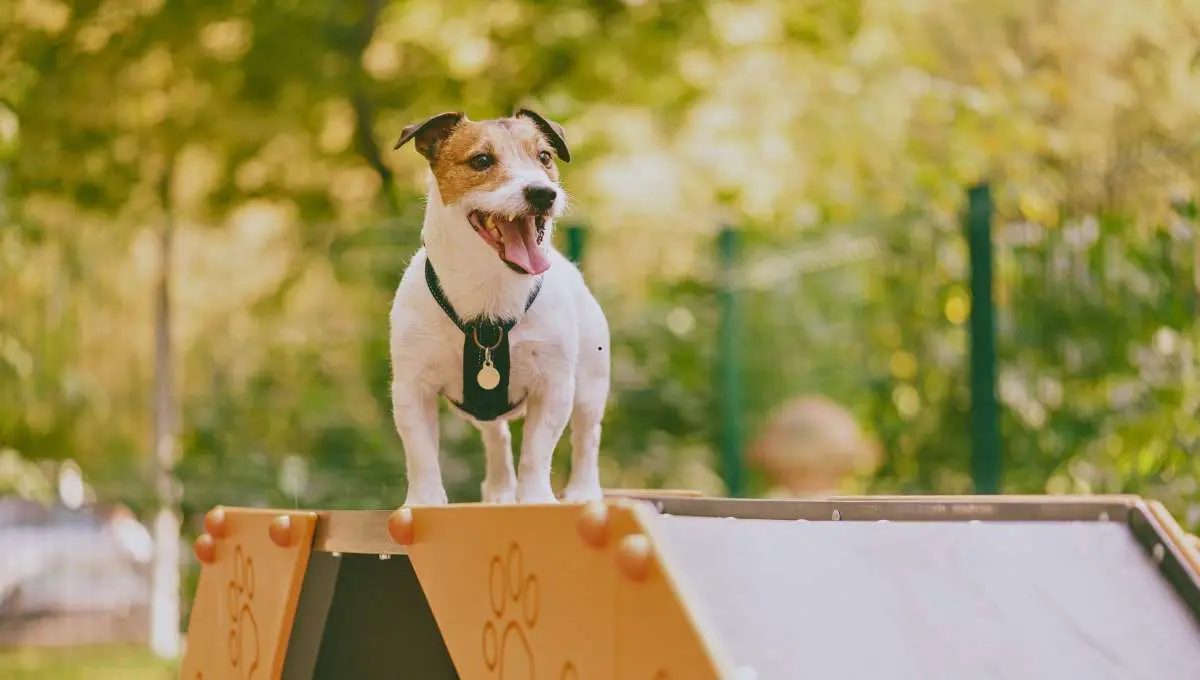 Dog training agility tricks on dog walk equipment