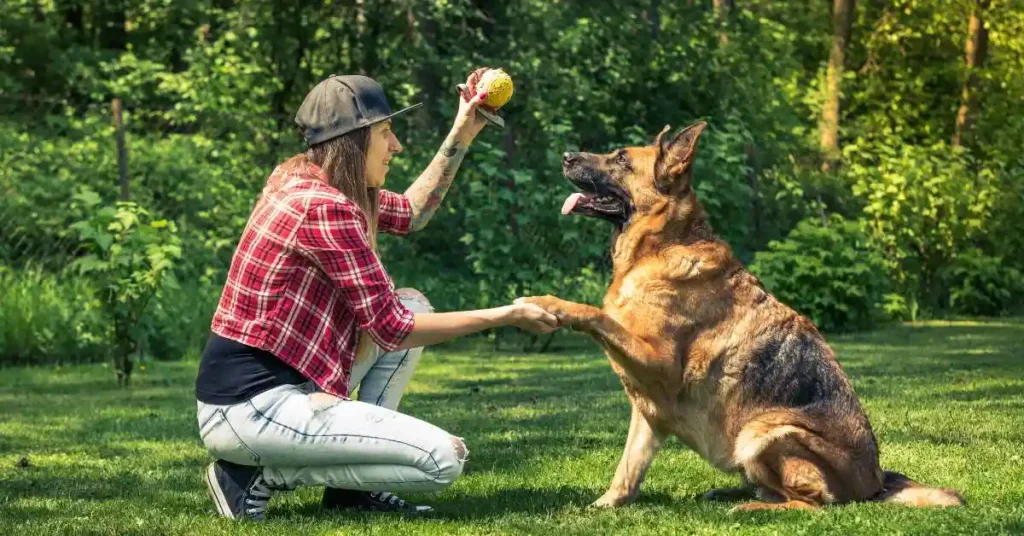 How To Teach a Dog Flyball A Step-by-Step Guide