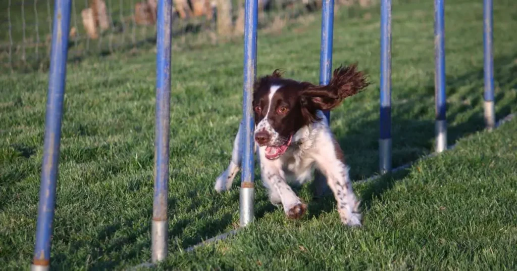 How To Train Your Dog on Agility Course