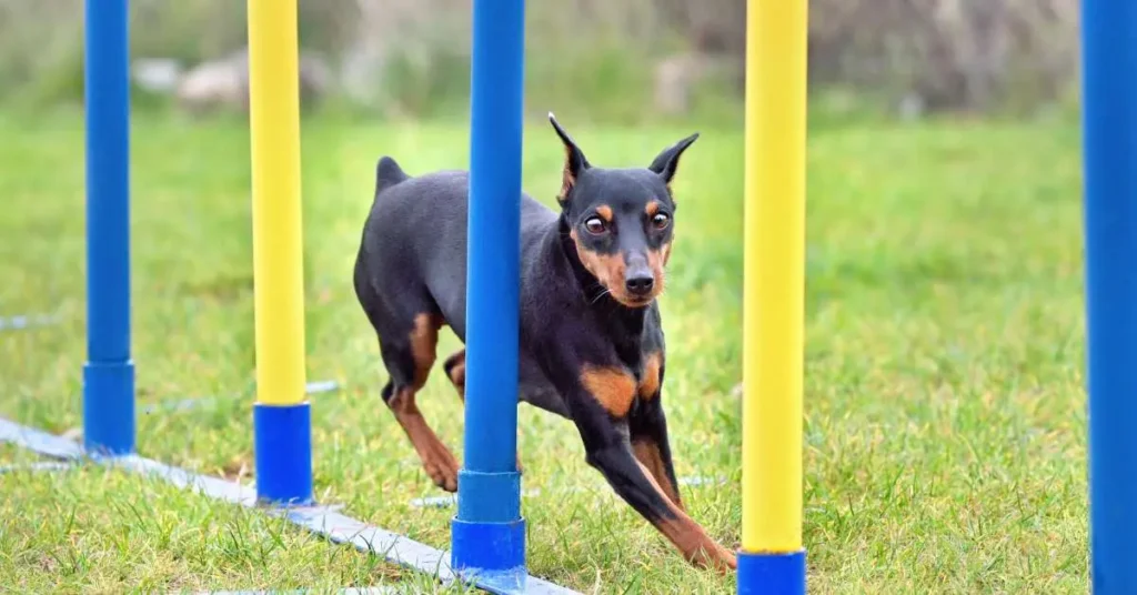 Agility Training for Dogs