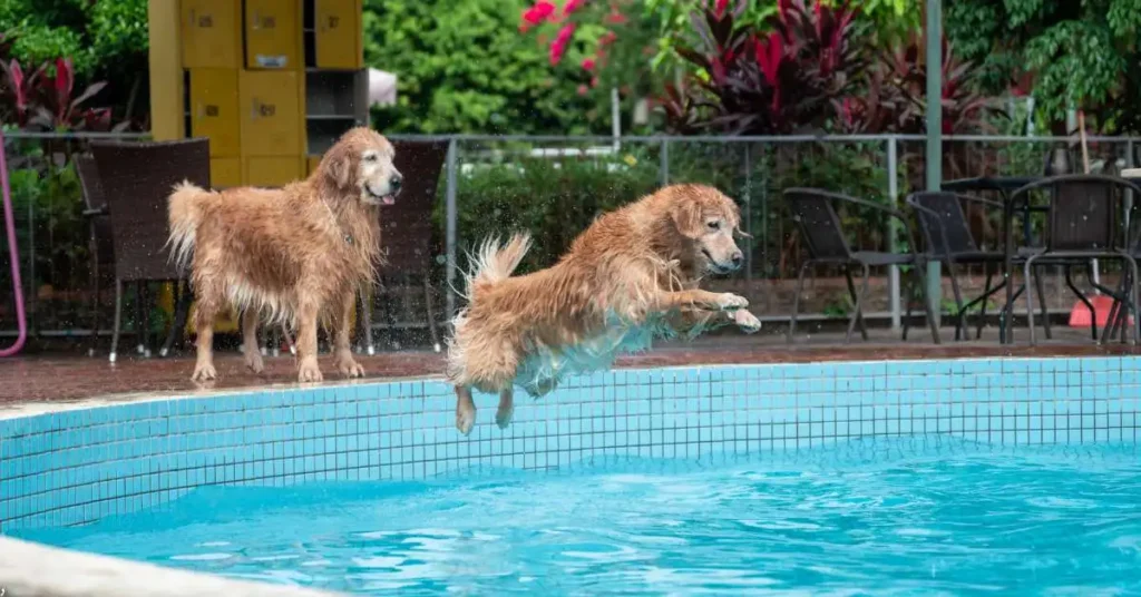 Why Is Dock Diving Good for Dogs