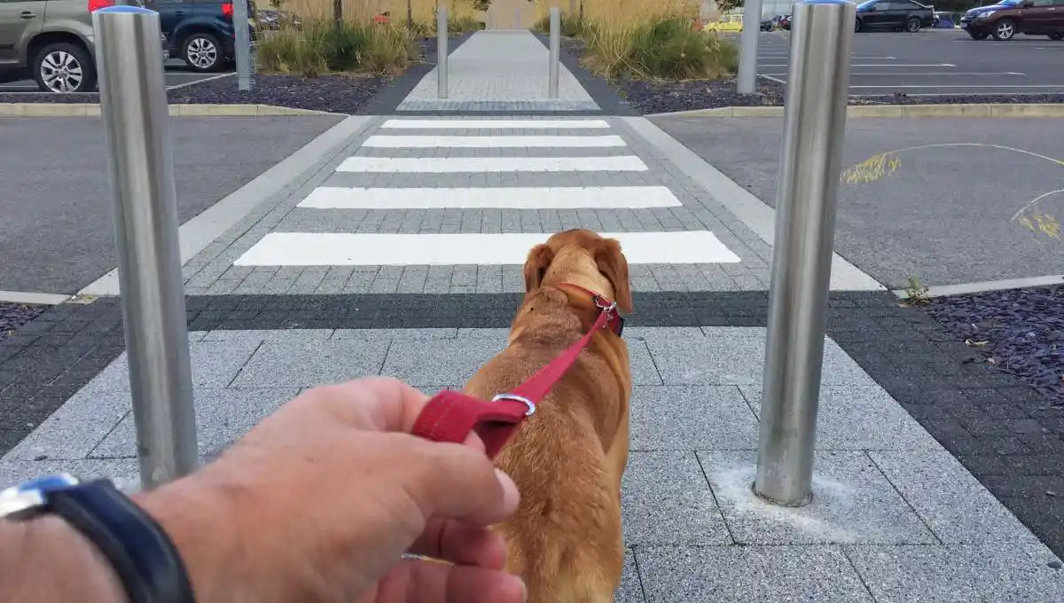 a dog crossing a  street with his owner