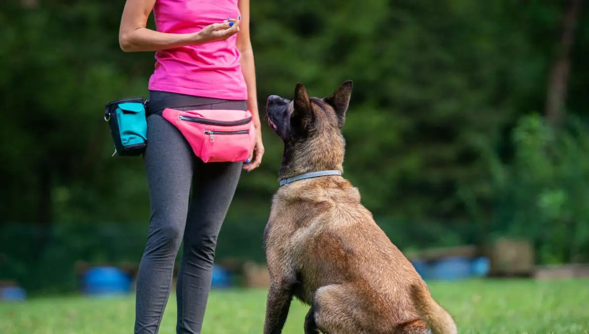 a dog focusing on his handler and waiting for command 