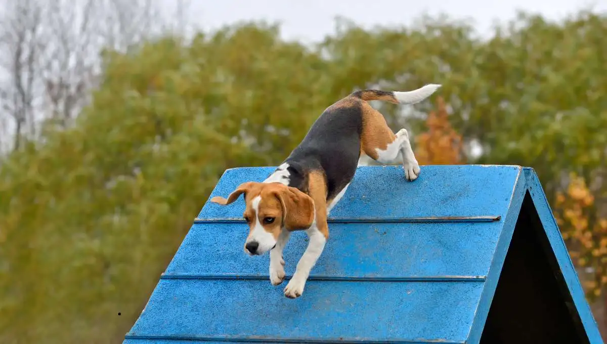 a dog practicing agility training