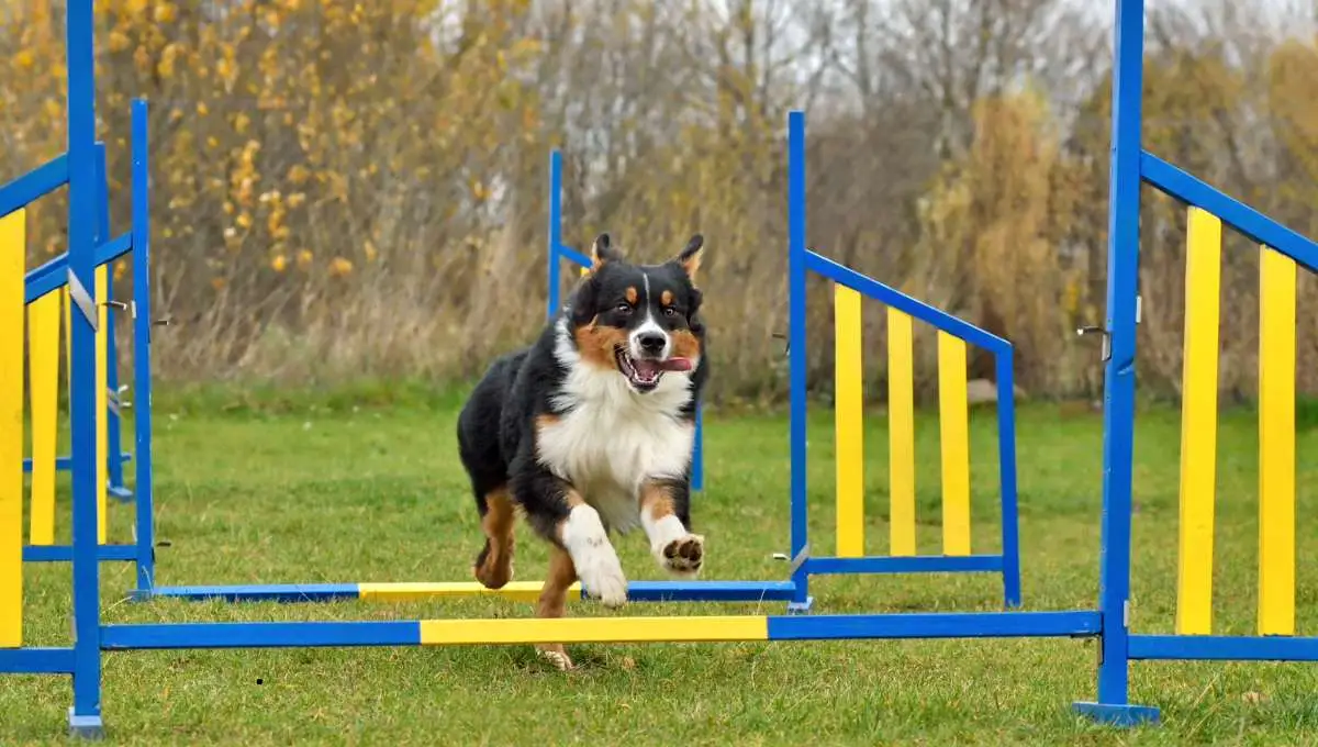 a dog  practicing basics of agility training