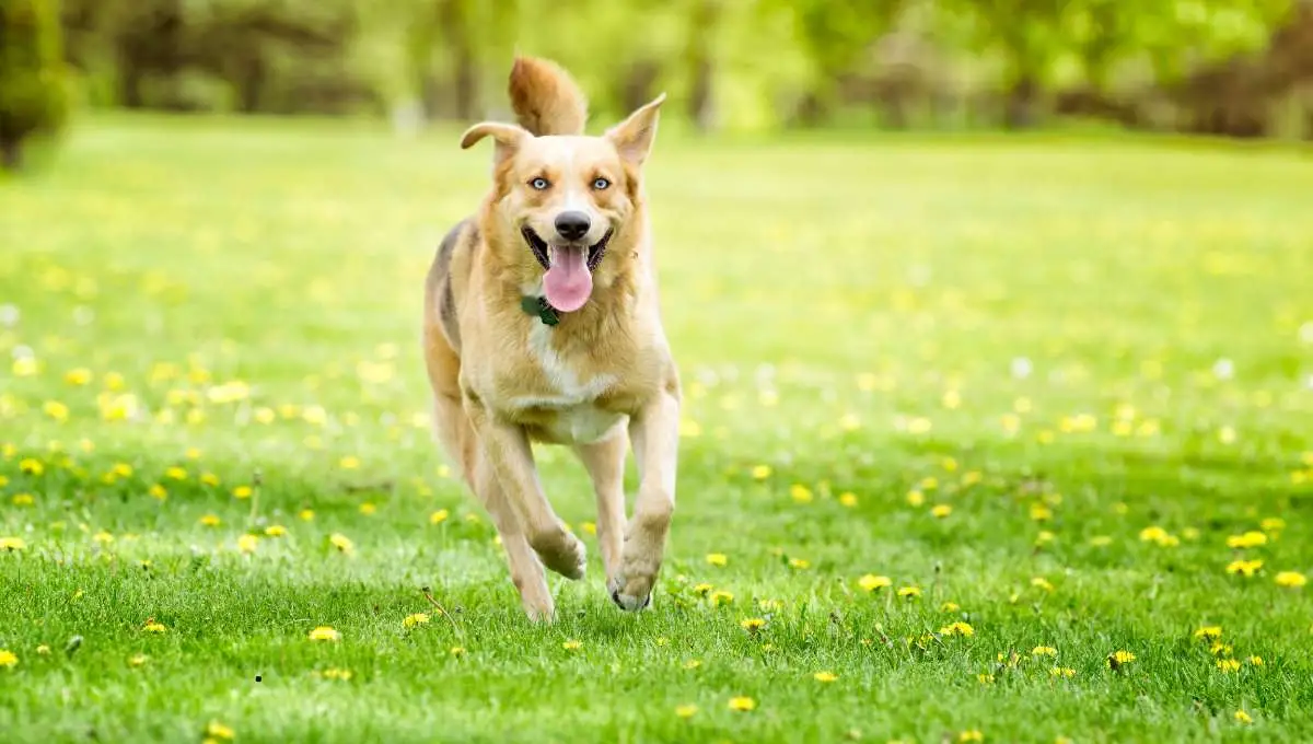 a dog running in garden