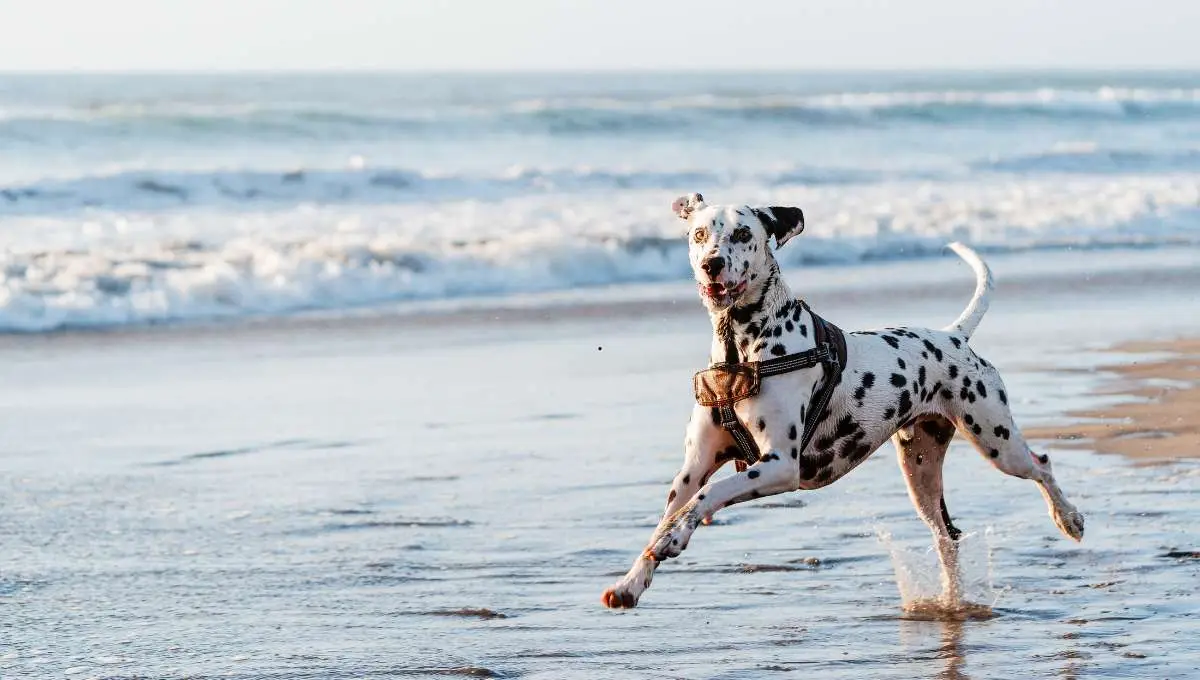 a dog running in the beach