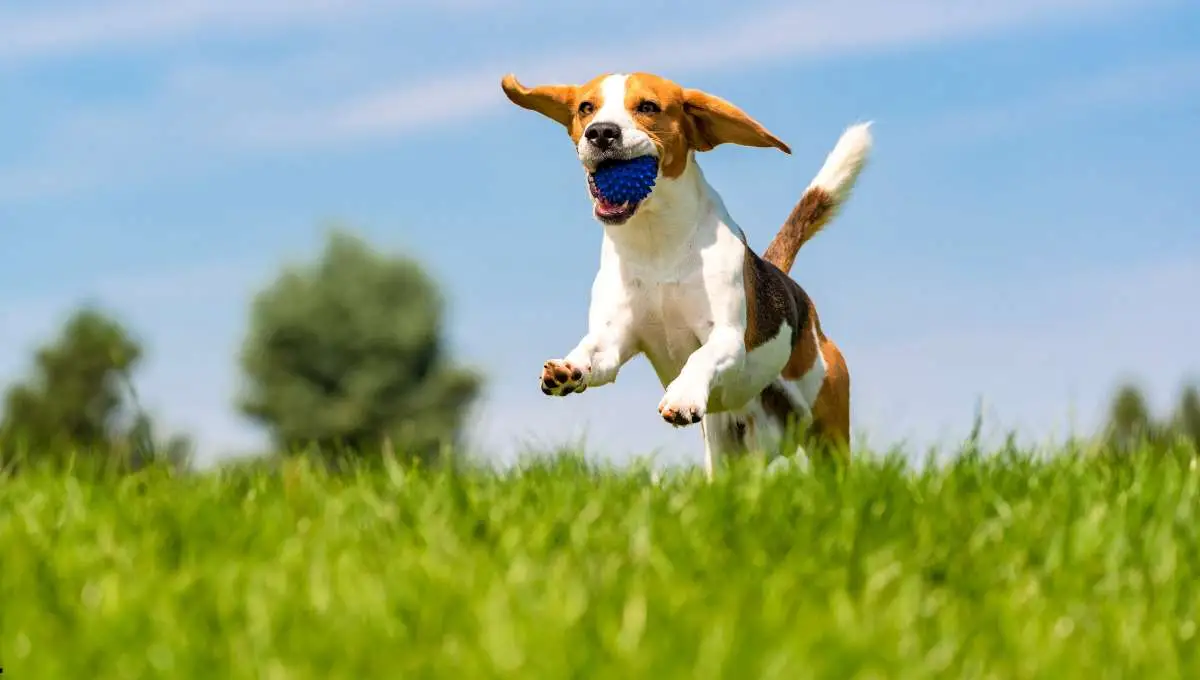 brown and white dog running with ball in his mouth