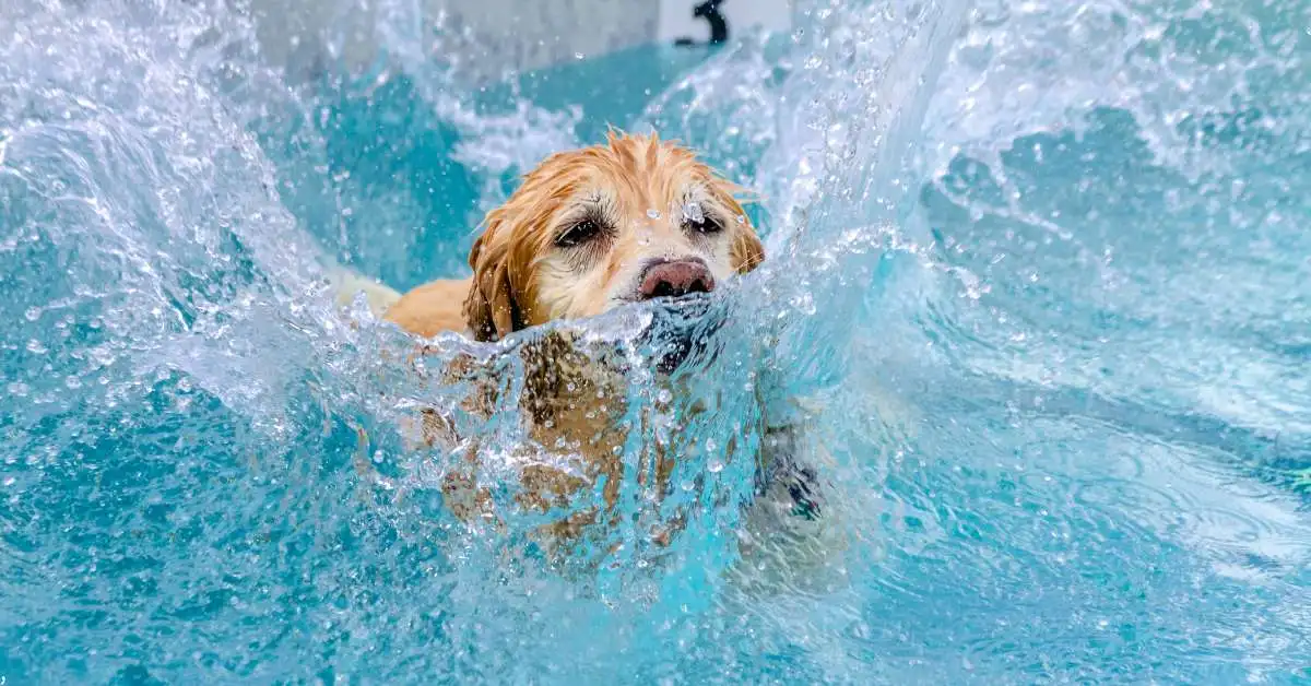 brown dog swimming in the pool