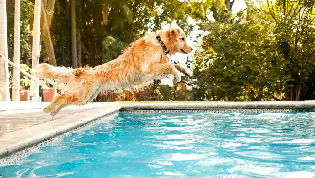 dog jumping in the pool 