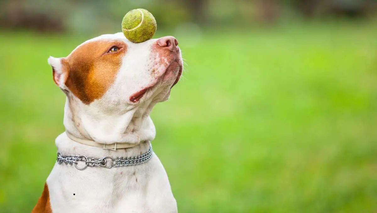 dog playing with ball