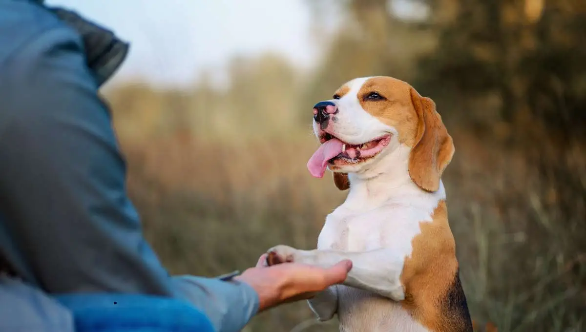 dog shaking hand with his owner