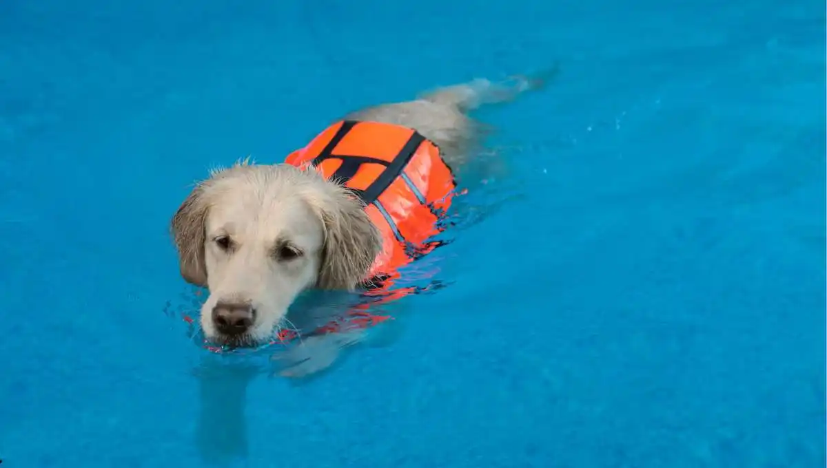 dog swimming in dock diving pool