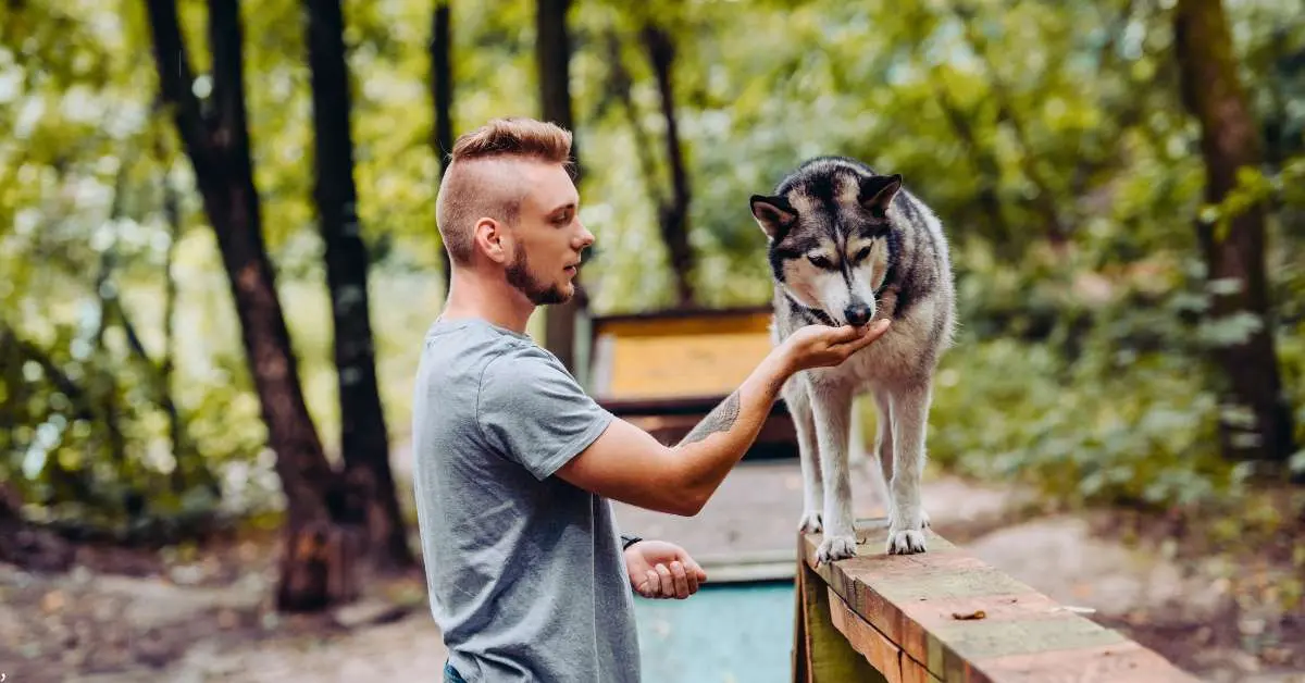 dog trainer with husky on dog walk obstacle in agility trial