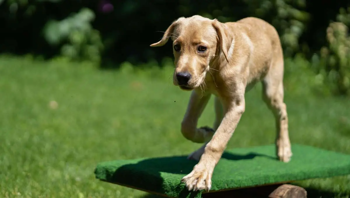 puppy during agility training at home in garden