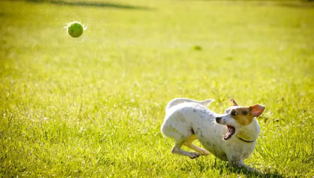 small dog learning the basics of Flyball