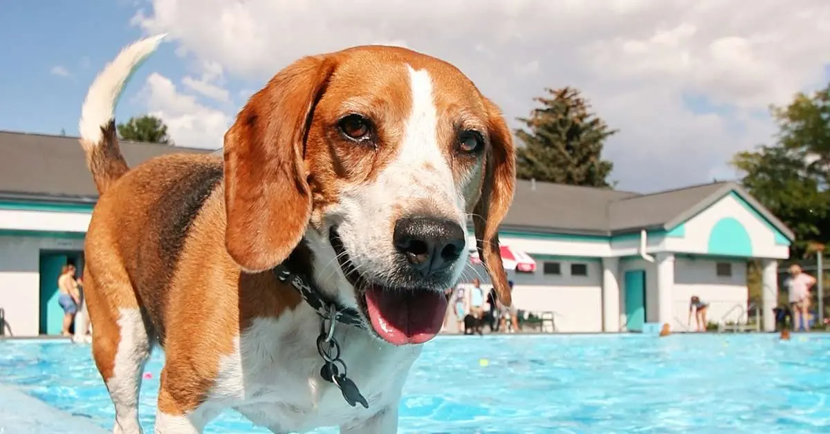 smiling dog standing near the pool