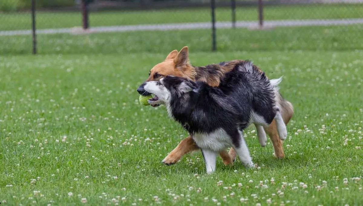 two dogs playing with the ball