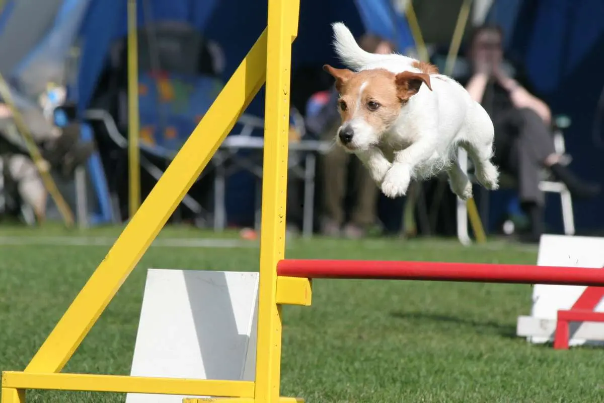 Agility Competition Training 