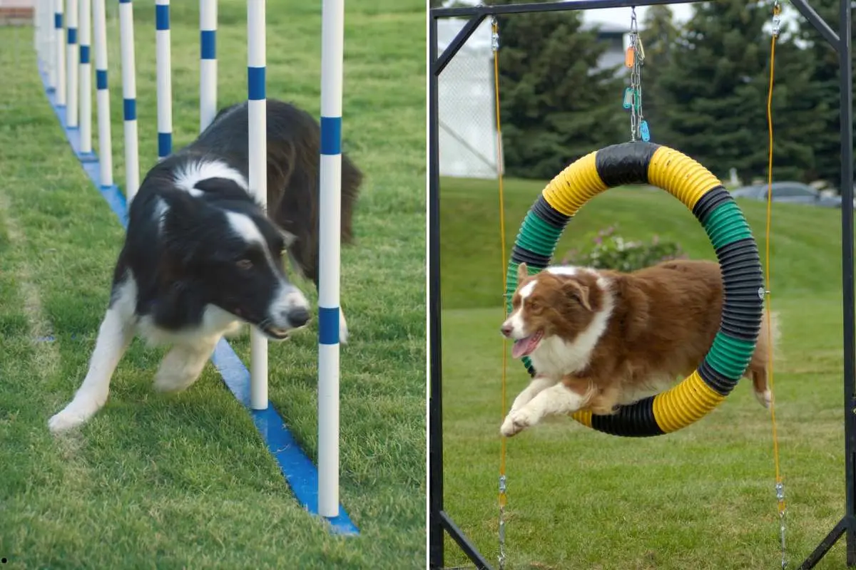 Agility Competitions Training Sites