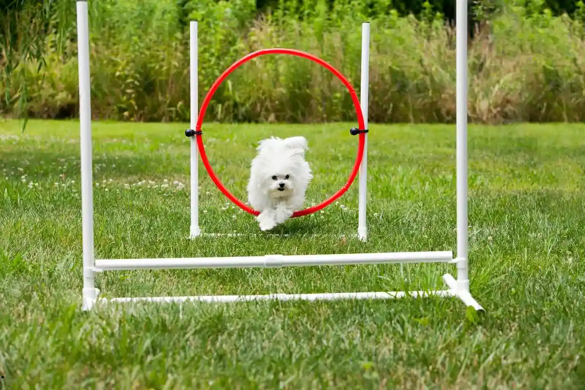 Agility Dog jumping through hoops