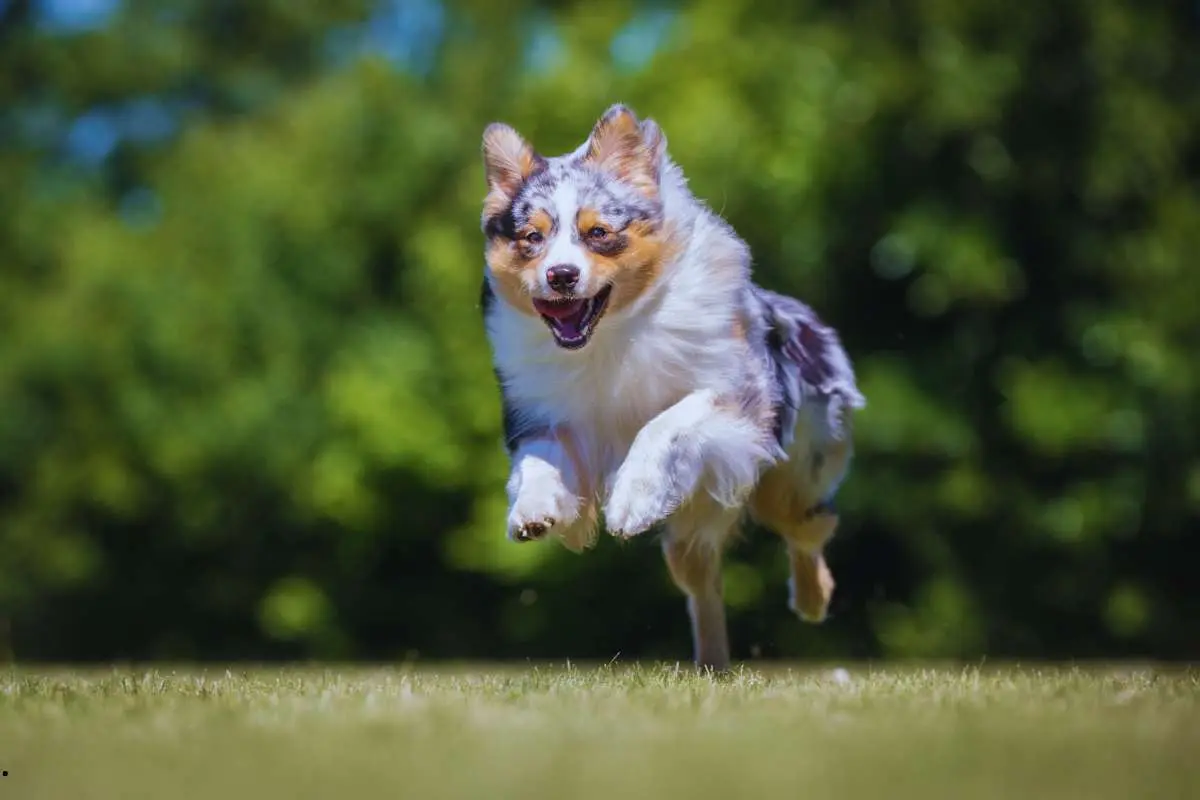 Australian shepherd jumping