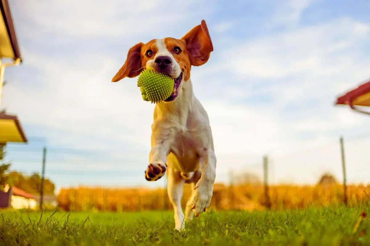 Beagle dog fun in garden outdoors run and jump with ball towards camera