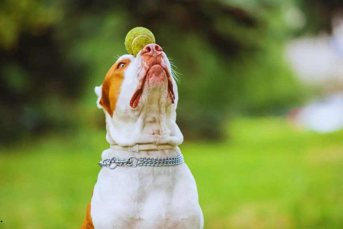 Beautiful Dog Playing with Ball