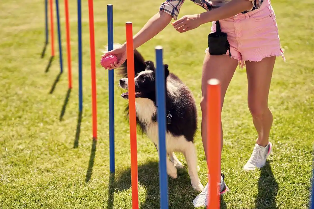 Border Collie Dog and a Woman on an Agility Field