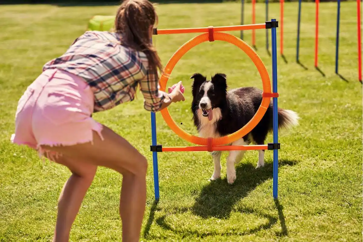 Border Collie Dog and a Woman on an Agility Field