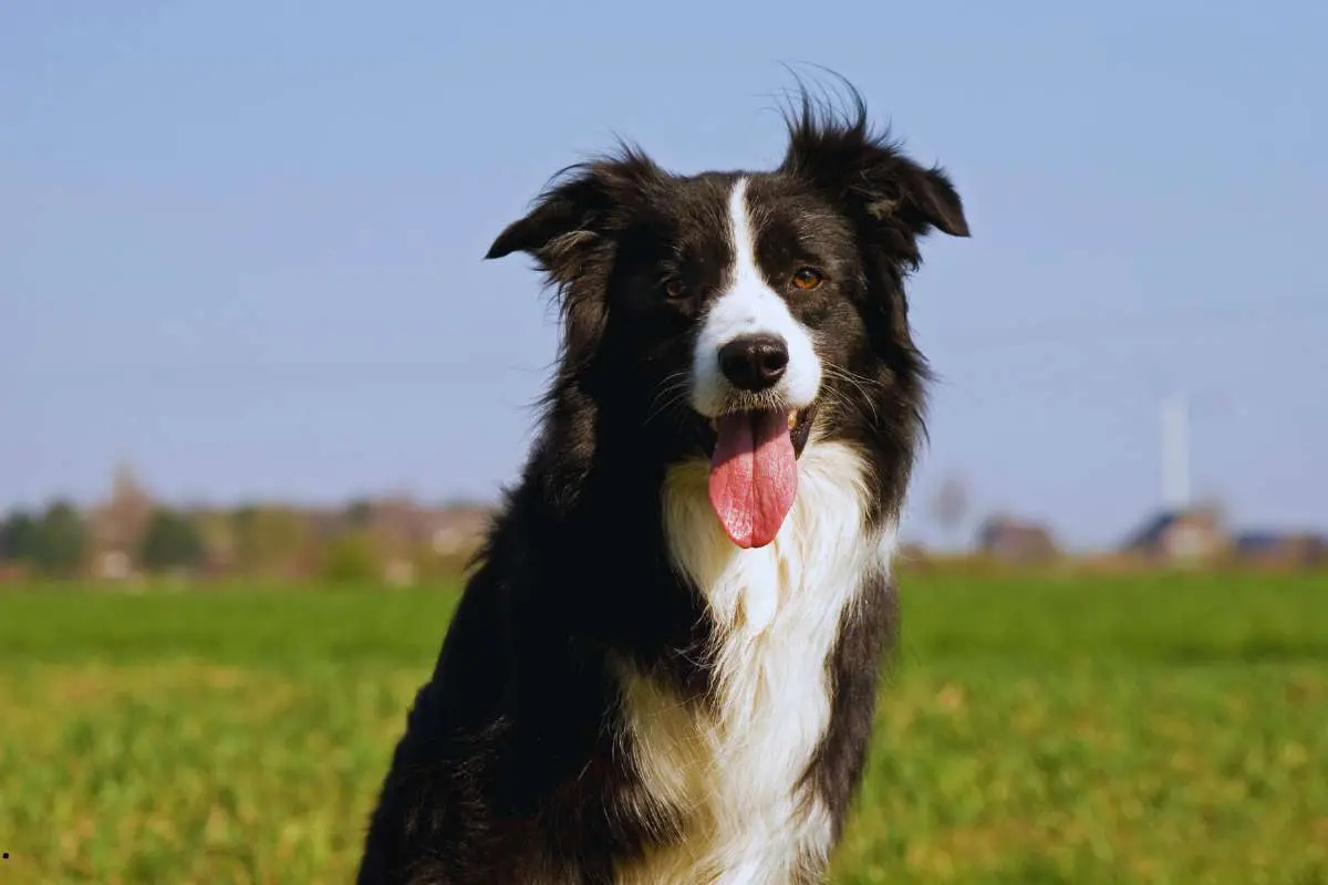 Border Collies