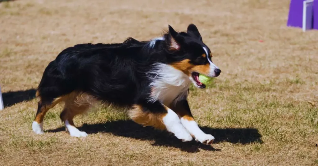 Does Flyball Hurt Dogs