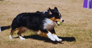 Does Flyball Hurt Dogs: What You Need to Know