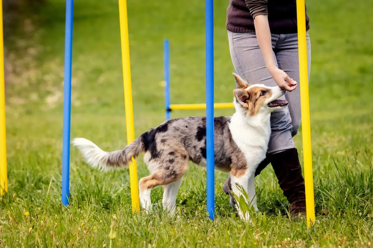 Dog Agility With Trainer