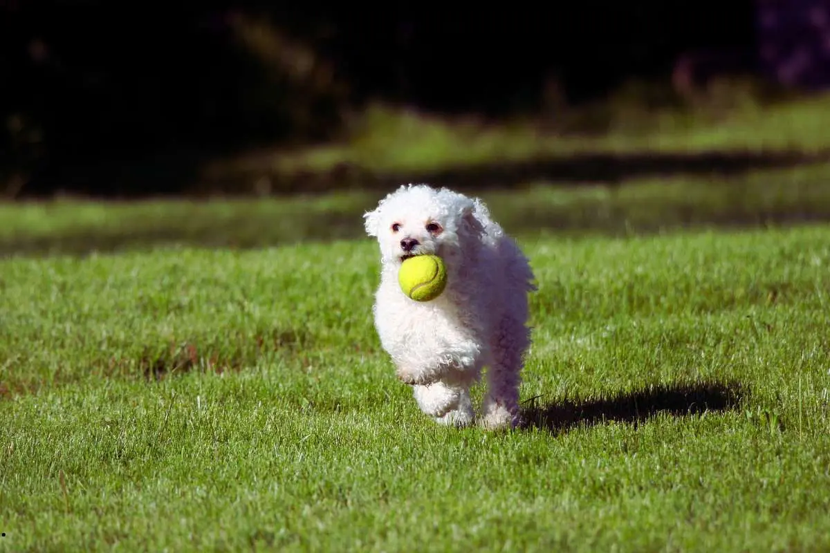 Dog Playing Fetch 