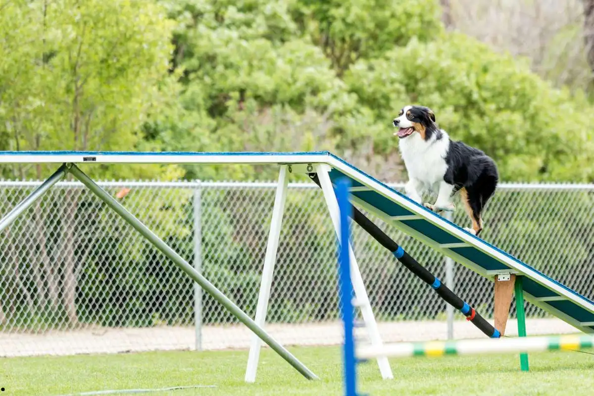 Dog Training For The Agility Competitions