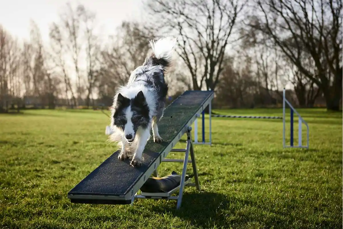 Dog Warm-Up Before Agility