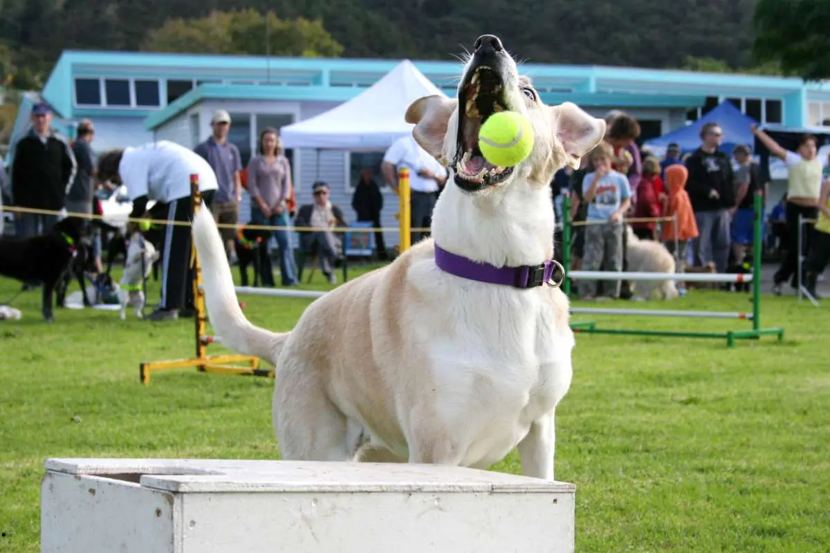 Dog agility, flyball