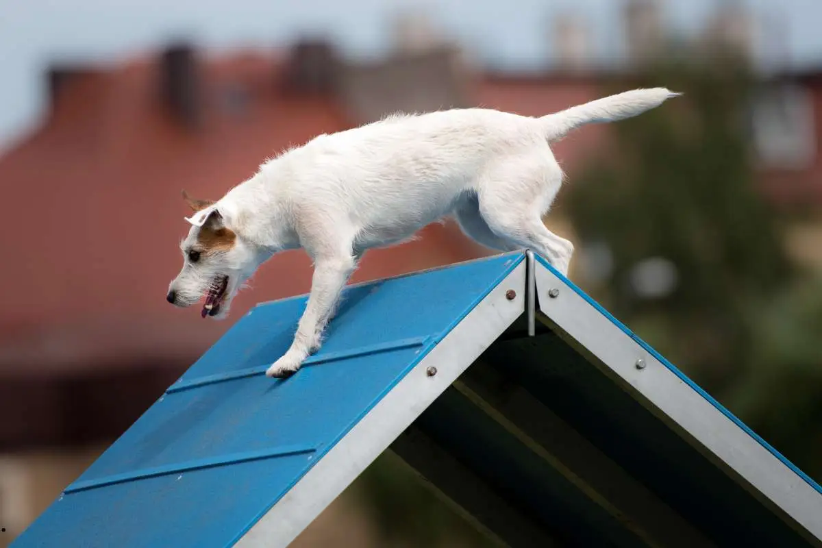 Dog agility