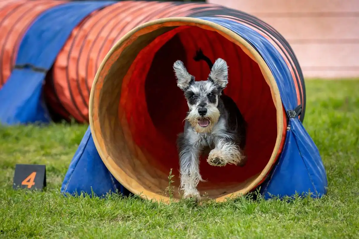 Dog at agility