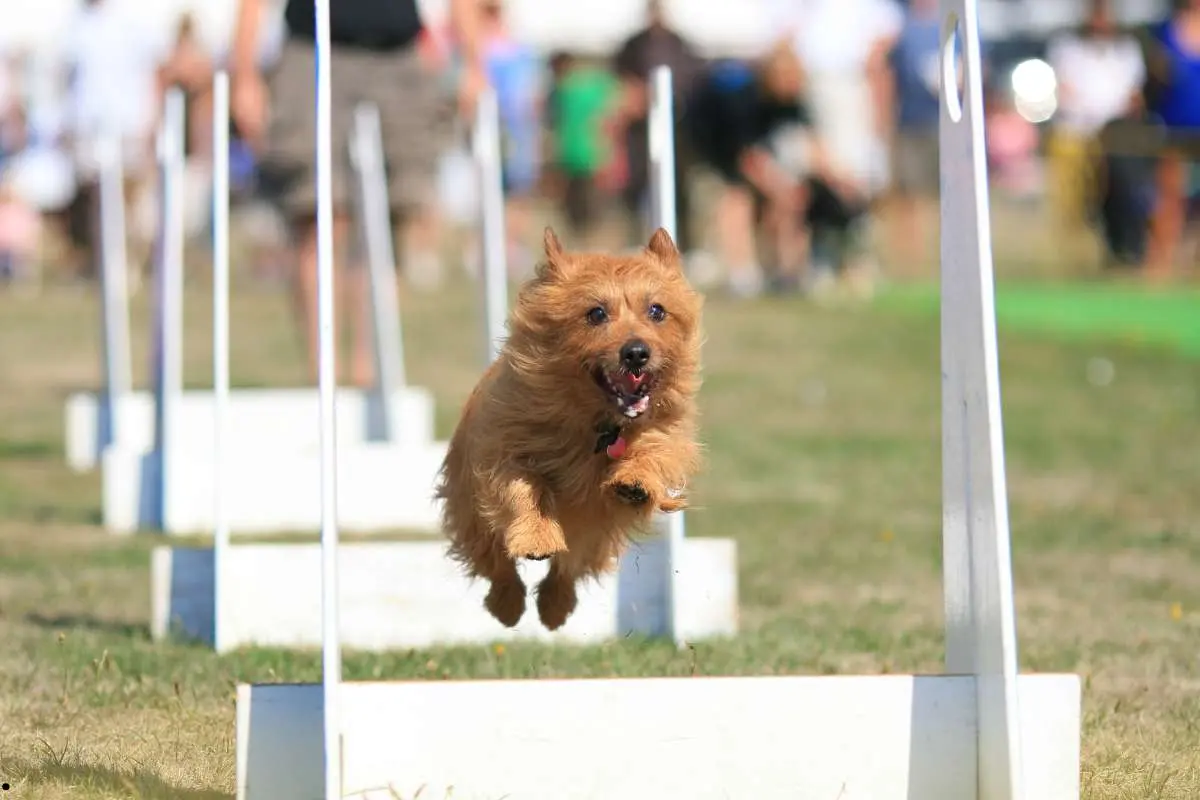 Dog running in Agility Competition