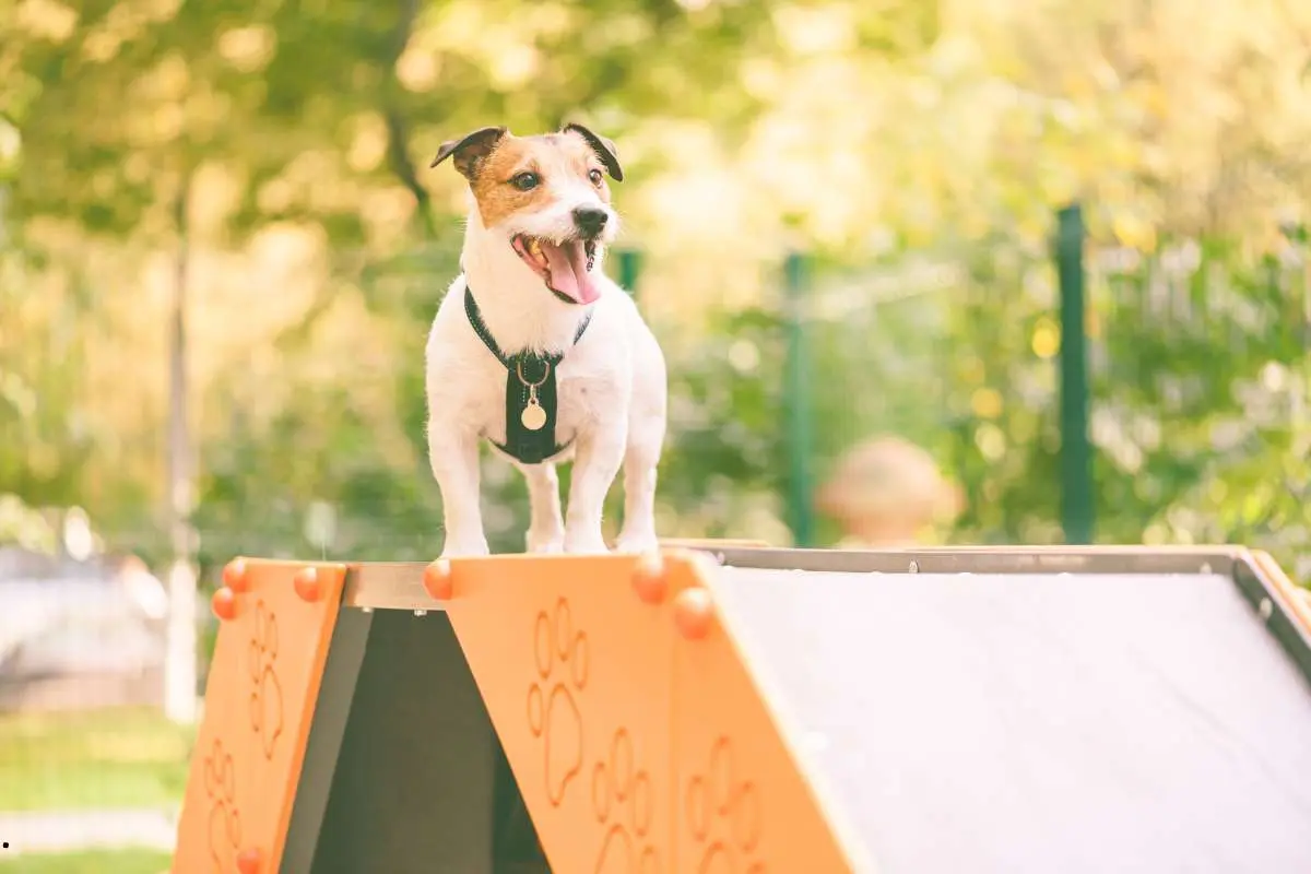 Dog training agility tricks on dog walk equipment