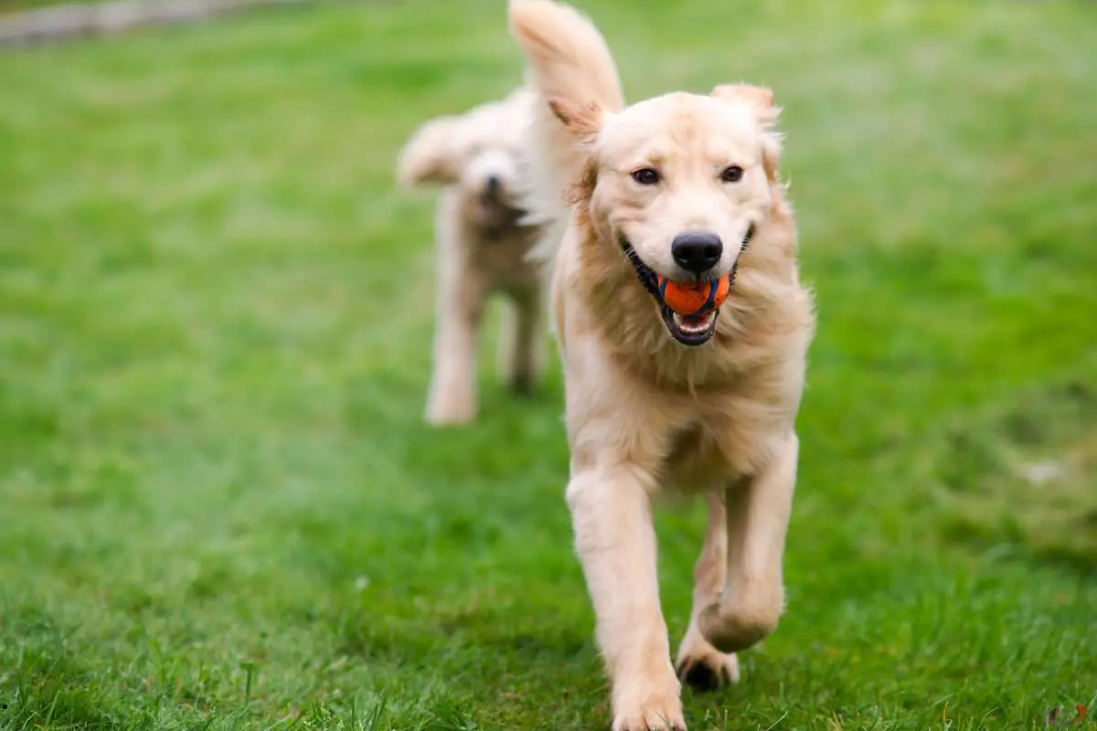 Happy Golden Retreiver Dog with Poodle Playing Fetch