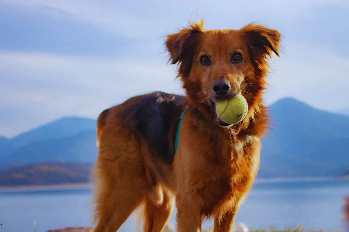 Happy man playing with his adopted dog